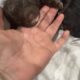 CKC toy poodle babies
