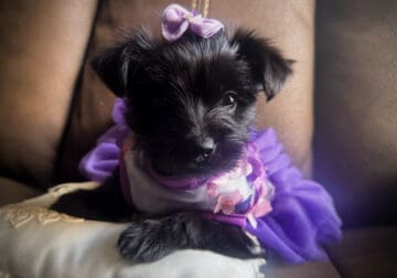 Parti Yorkie Female