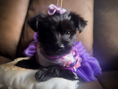 Parti Yorkie Female
