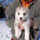 Siberian husky puppies