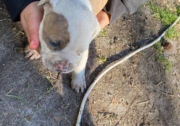 Pocket bully pups