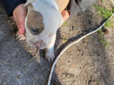Pocket bully pups