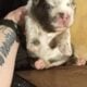 Blue merle fluffy French bulldog puppy