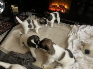 Anatolian Shepherd Puppies