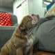 Mini AKC Bulldog – Lilac Fawn Mini – Ready for