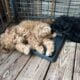 Greetings from Bluffton, SC, “The Labdoodle Bluff