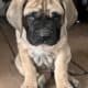 AKC Mastiff Puppies