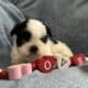 CKC Registered Shih Tzu Puppy
