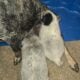 Australian cattle puppies
