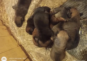 Wolf sable boerboel puppies