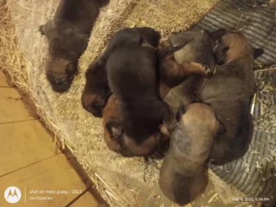 Wolf sable boerboel puppies