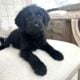 Labradoodle puppies