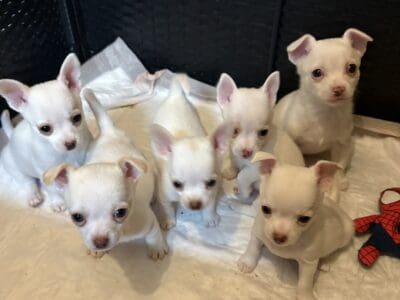 Chihuahua Puppies Ready To Go!