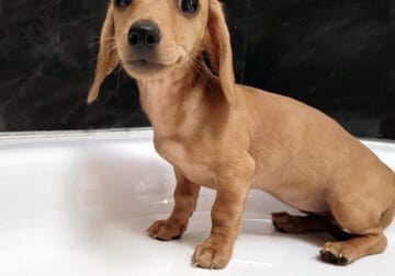 AKC mini dachshund puppy