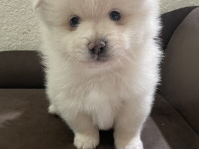 Male Pomeranian (white)