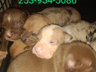 Classic bully pups
