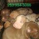 Classic bully pups