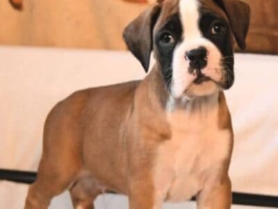AKC Registered Boxer Puppy