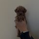 Toy Poodles