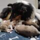 AKC Collie Puppies
