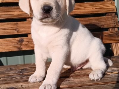 AKC labrador Retrievers