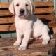 AKC labrador Retrievers