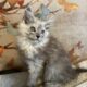 Pale Blue Smoke European Maine Coon
