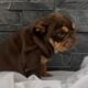 English Bulldog puppies Illinois
