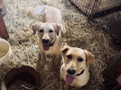 AKC Registered Lab (female, intact, 2.5 yrs)