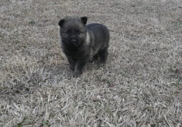 German shepherd pups (OFA on parents)