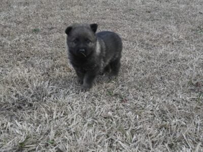 German shepherd pups (OFA on parents)