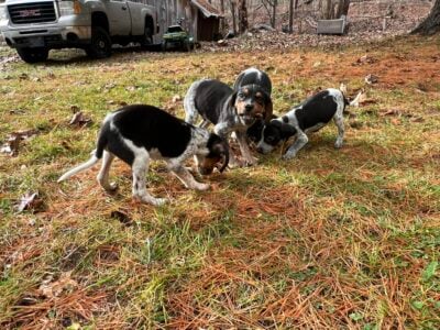 Walker / pointer mix