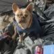 Registered Isabella fluffy French bulldog puppies
