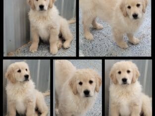 AKC golden retriever puppies
