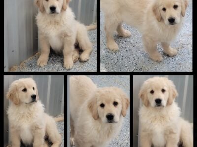 AKC golden retriever puppies