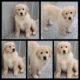 AKC golden retriever puppies