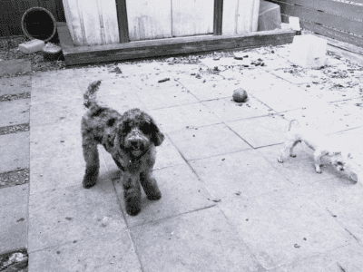 Goldendoodle Ready to go
