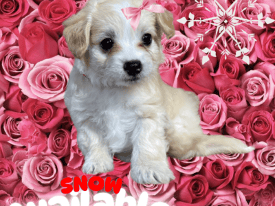 Rare Color Hypoallergenic Maltipoo Puppies