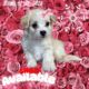 Rare Color Hypoallergenic Maltipoo Puppies