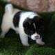 American Akita puppies