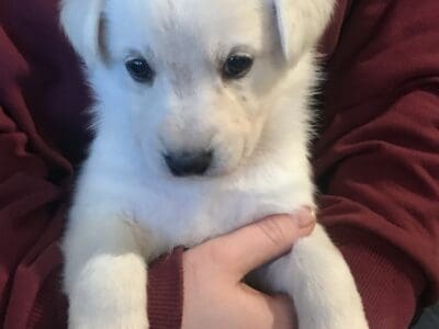 White German Shepherd mix
