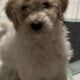 Golden doodle puppies for sale