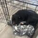 Puppy needs a loving home