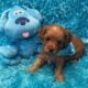 *Reduced Price* New Litters Beautiful CavaPoo Boys