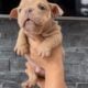 English Bulldog puppies Illinois