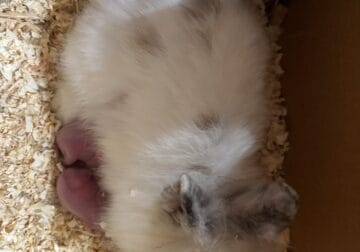 Baby bunnies for adoption