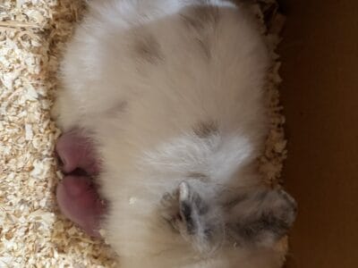 Baby bunnies for adoption