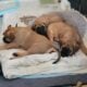 English Mastiff puppies