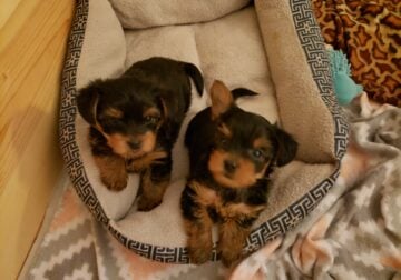 3 Male Yorkshire Terriers