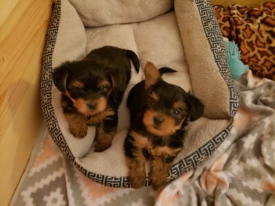 3 Male Yorkshire Terriers